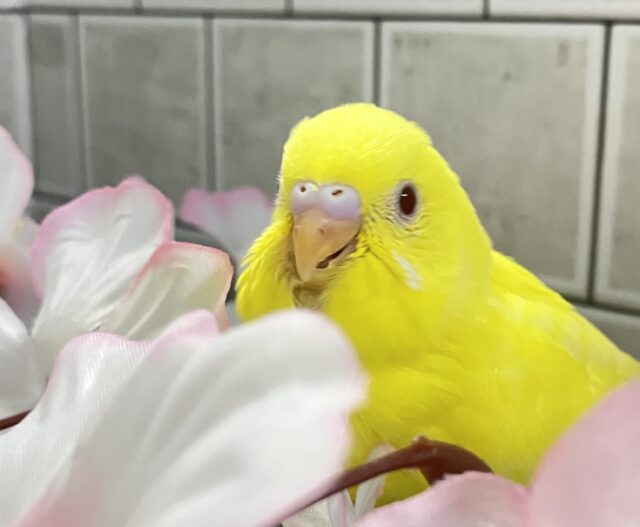 ✨最新画像✨晴れた日はお花見日和☀　セキセイインコ