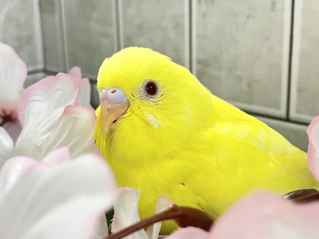 セキセイインコ