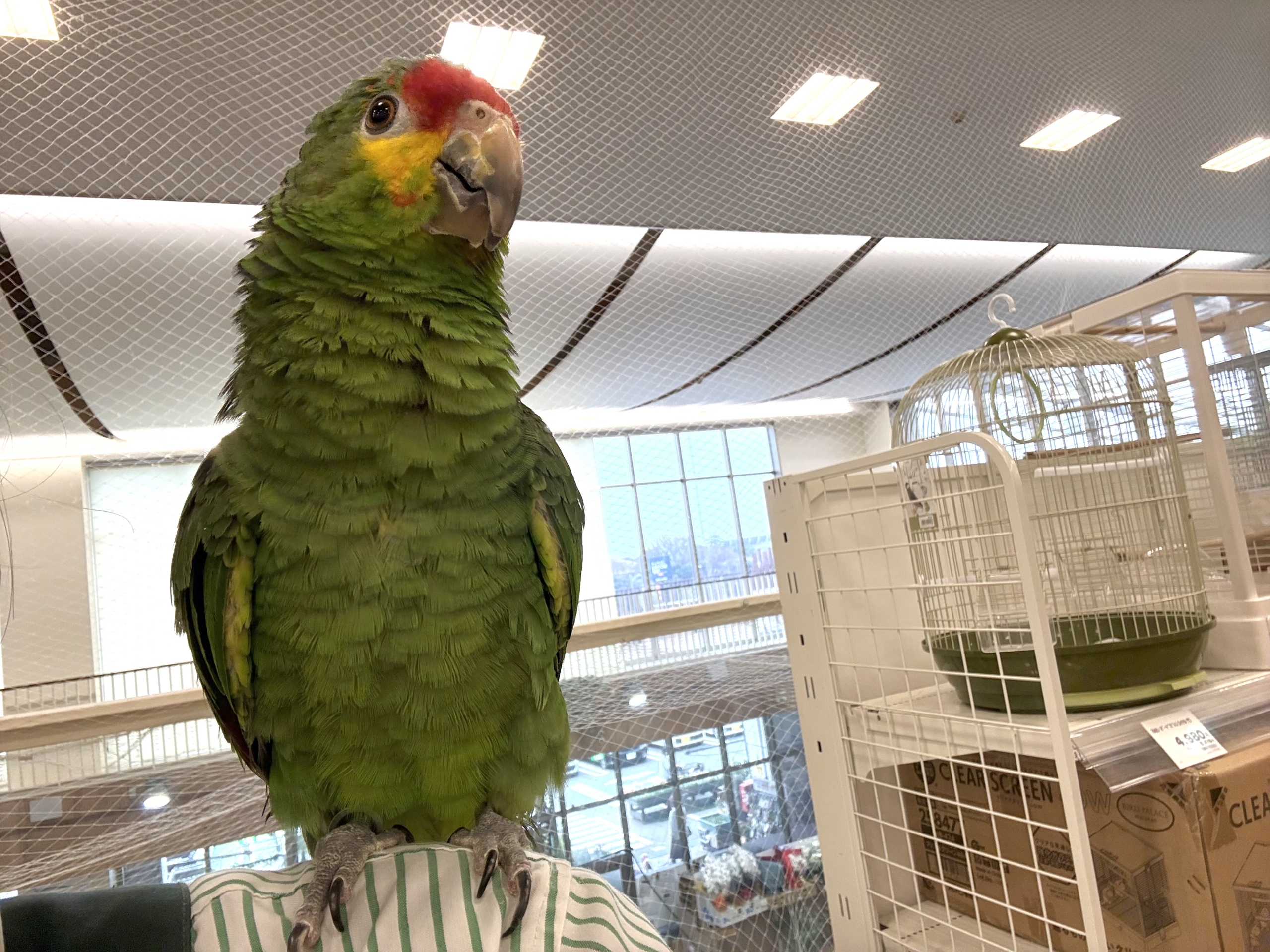 キホオボウシインコ