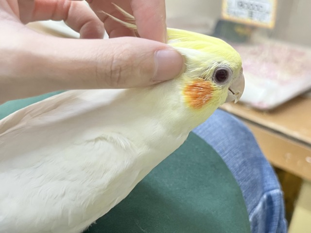 オカメインコ