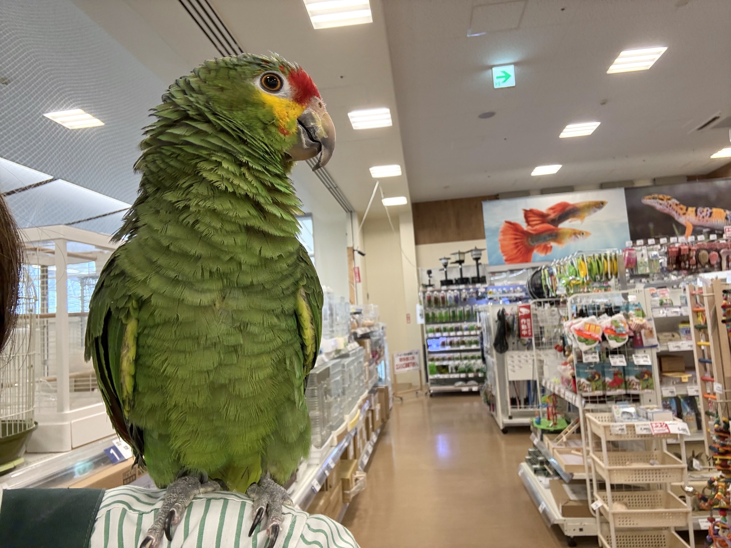 キホオボウシインコ