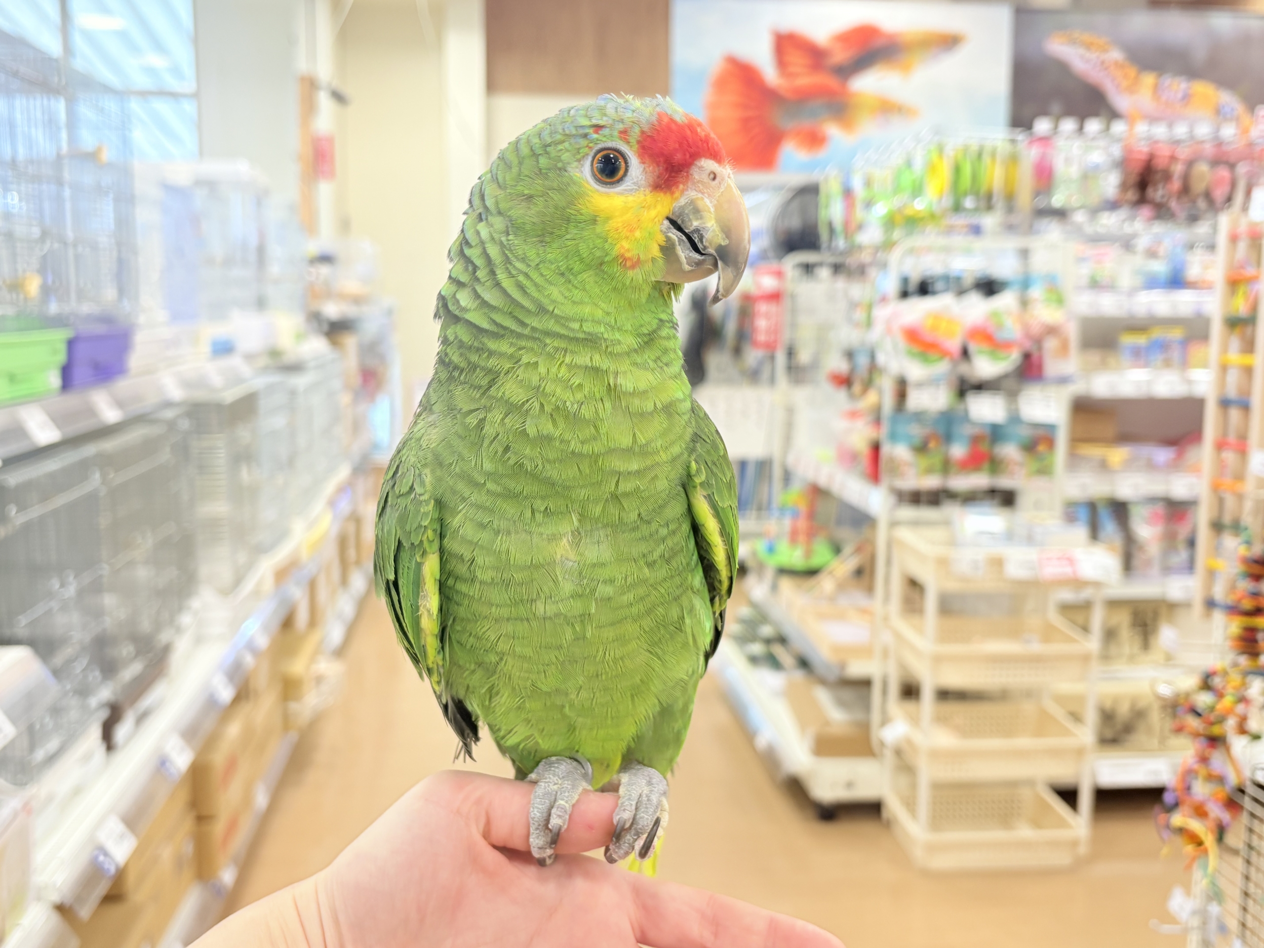 キホオボウシインコ