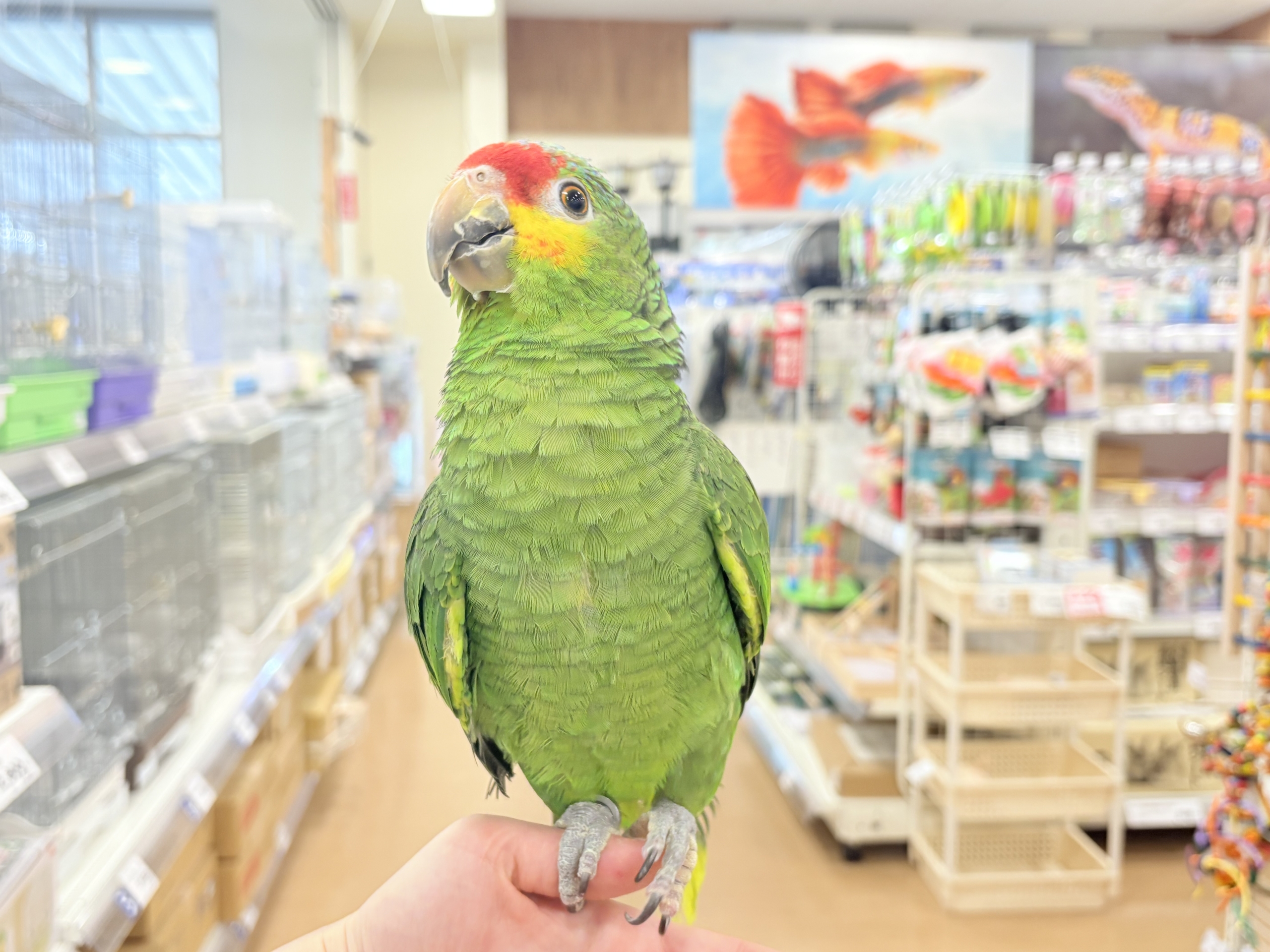 キホオボウシインコ