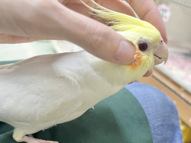オカメインコ