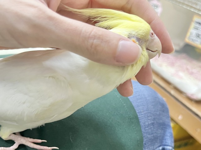 オカメインコ
