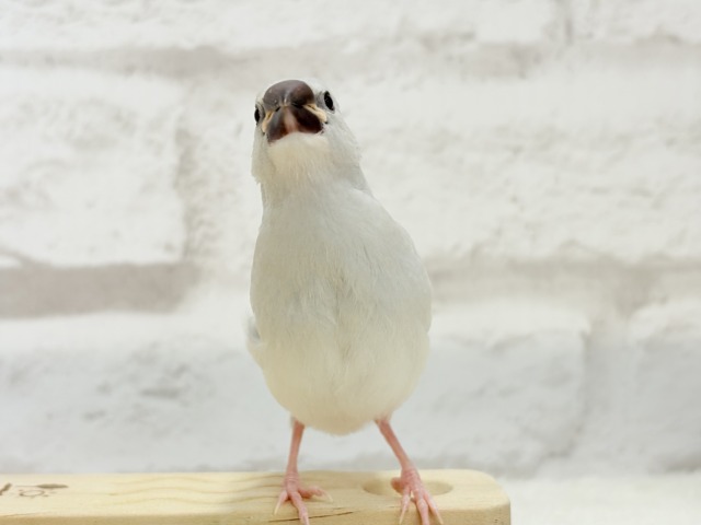 シルバー文鳥