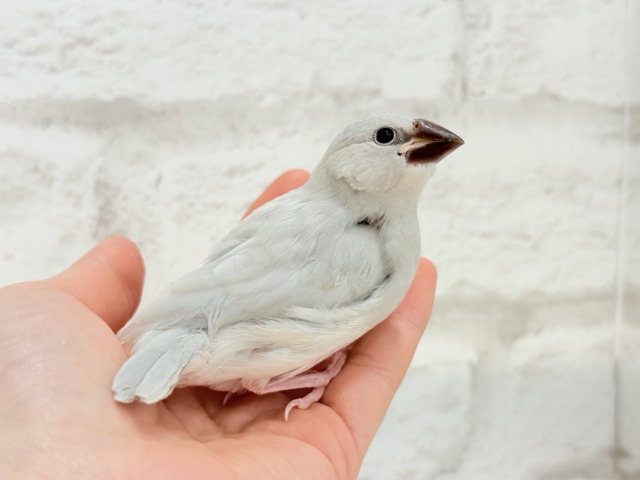 シルバー文鳥
