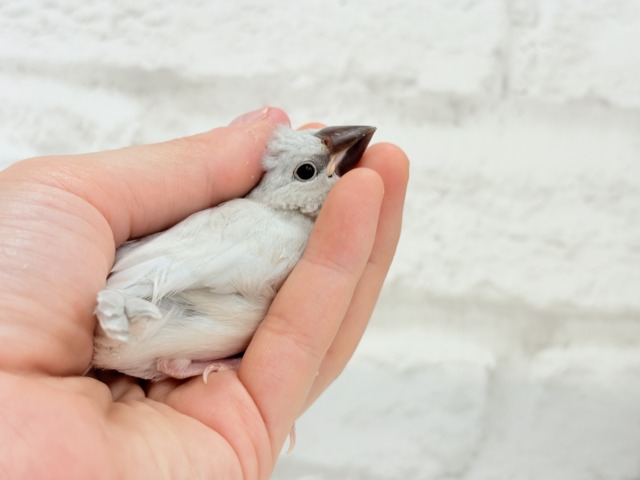 シルバー文鳥