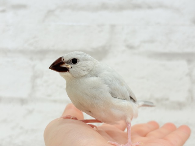 シルバー文鳥