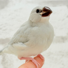 【最新画像更新🪄】食欲に勝るものは無し！！！シルバー文鳥 ヒナ