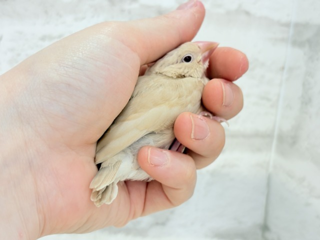シナモン文鳥