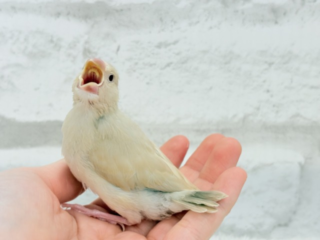 シナモン文鳥