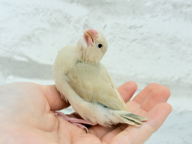シナモン文鳥