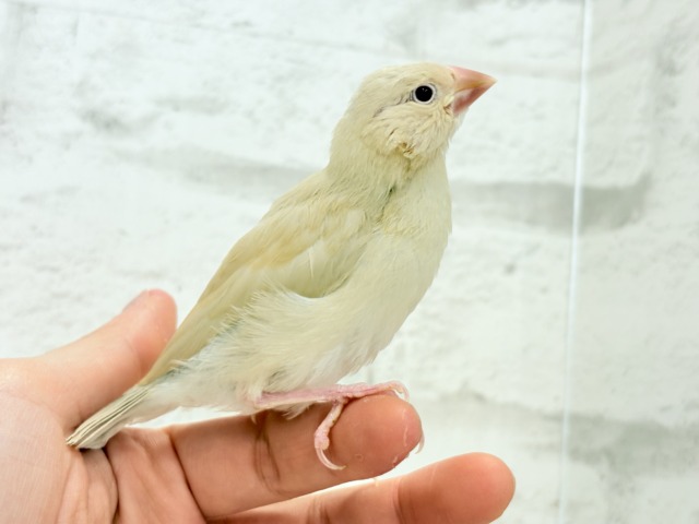 シナモン文鳥