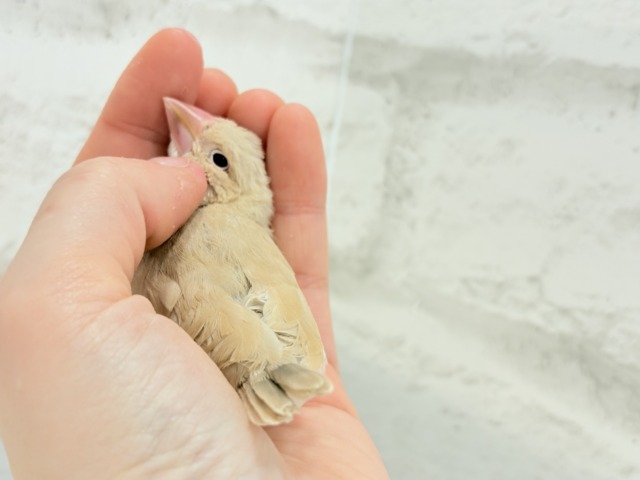 シナモン文鳥