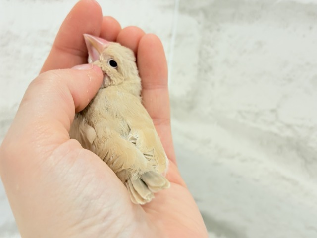 シナモン文鳥