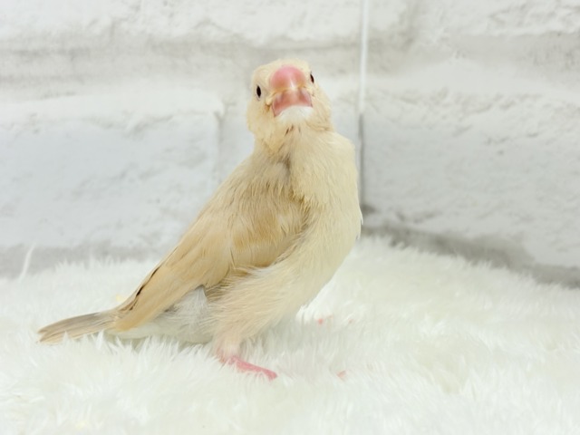 シナモン文鳥