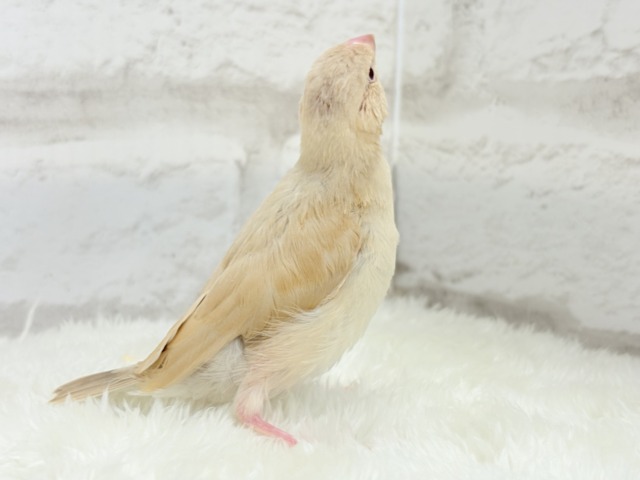 シナモン文鳥