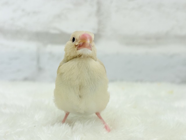 シナモン文鳥