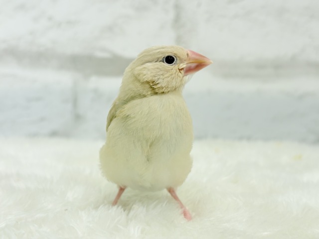 シナモン文鳥