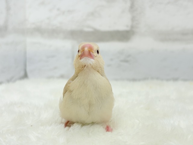 シナモン文鳥