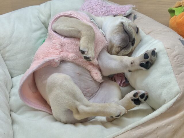 フレンチブルドッグ