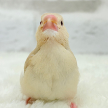 【最新画像更新🪄】ふんわり優しさ溢れる子☕️.*･ﾟシナモン文鳥 ヒナ