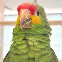 二面性のある魅力的な男子🦜🪇キホオボウシインコ(男の子)