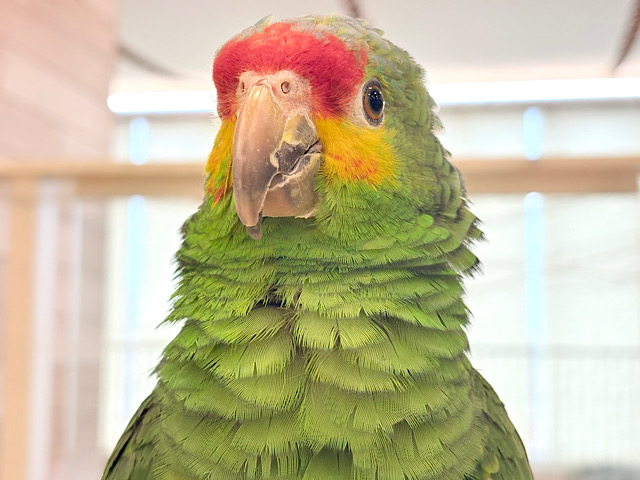 二面性のある魅力的な男子🦜🪇キホオボウシインコ(男の子)