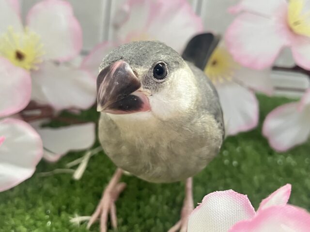 桜文鳥