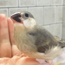 ✨最新画像✨ﾁｭﾝﾁｭﾝ!!(・8・)ほっぺた夢いっぱい💭💞桜文鳥(2026年2月生まれ)