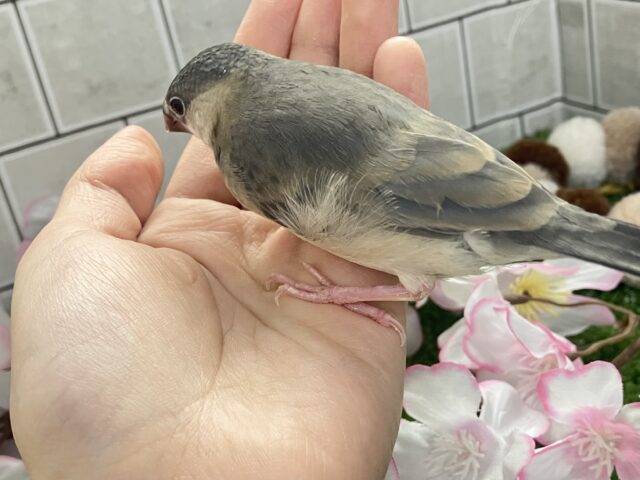 桜文鳥