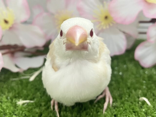 アルビノ文鳥