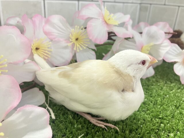 アルビノ文鳥