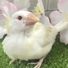 ✨最新画像✨炸裂びびび❕Milky光線🍓☕💭アルビノ文鳥(2026年2月下旬生まれ)