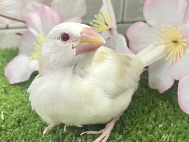 ✨最新画像✨炸裂びびび❕Milky光線🍓☕💭アルビノ文鳥(2026年2月下旬生まれ)