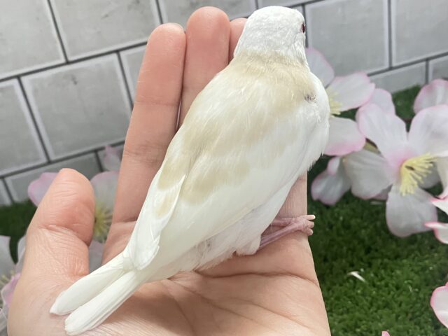 アルビノ文鳥