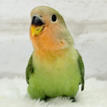 【最新画像更新🪄】食欲旺盛‪☆元気のカタマリッ(ง ˙꒳​˙ )วコザクラインコ(ノーマル) ヒナ