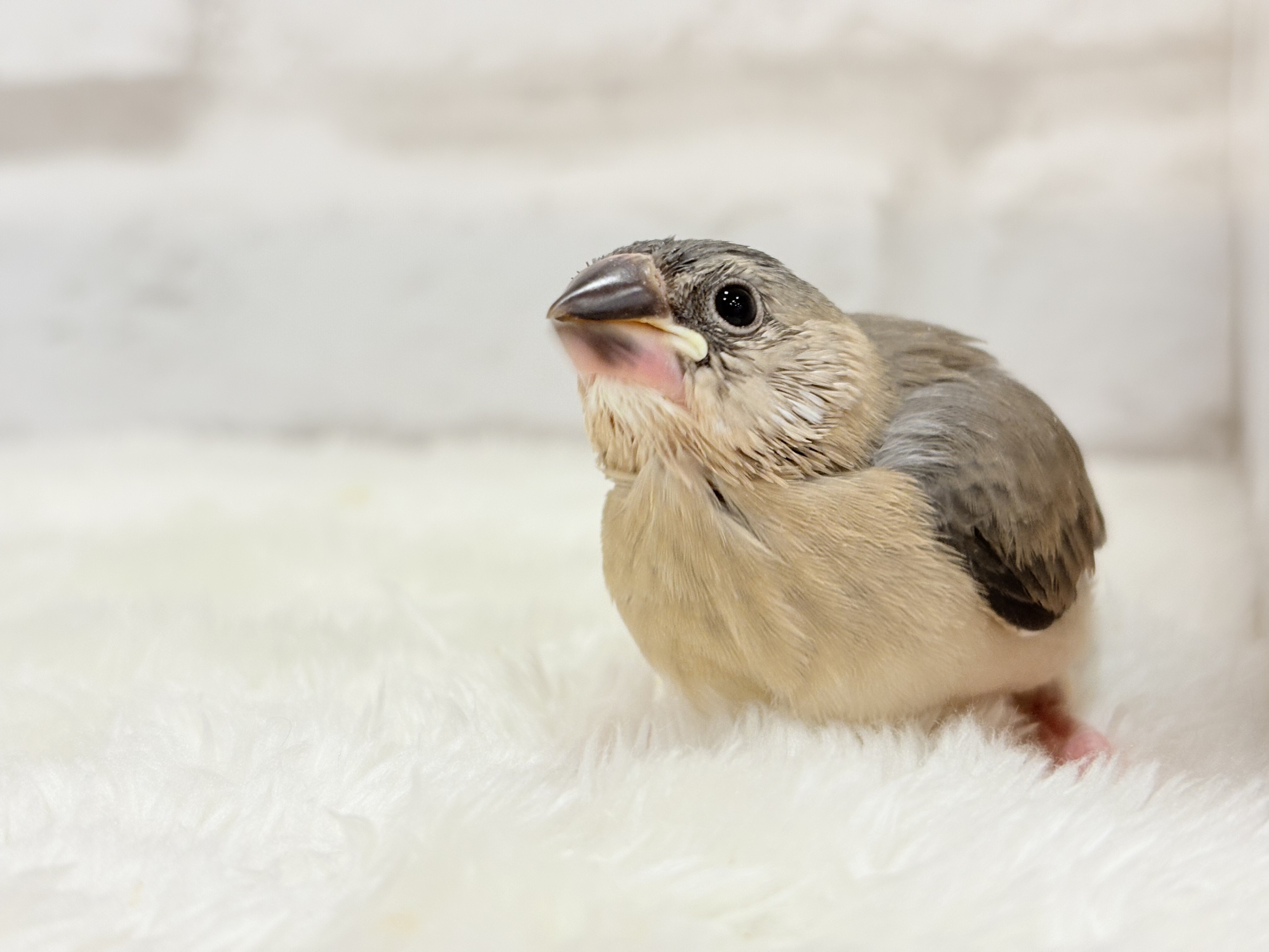 【最新画像更新🪄】文鳥界のリーダーを目指します𖤐 ̖́-桜文鳥 ヒナ 桜文鳥