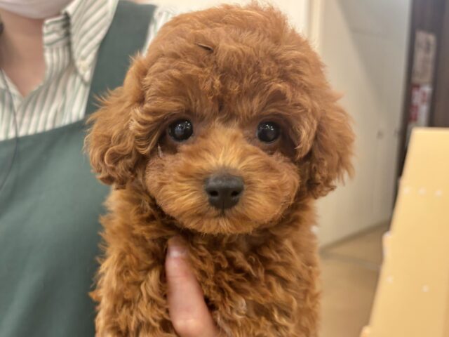 超ホヤホヤ最新画像✨数え切れない可愛さ……トイプードルくん！