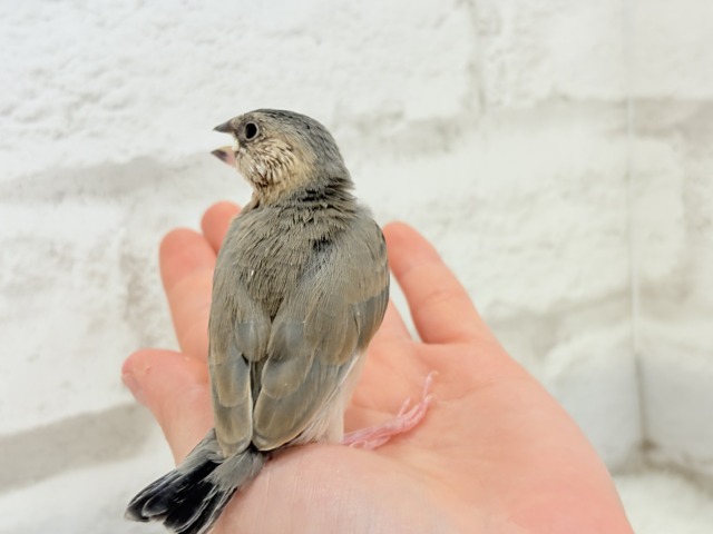 桜文鳥