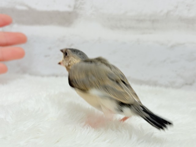 桜文鳥