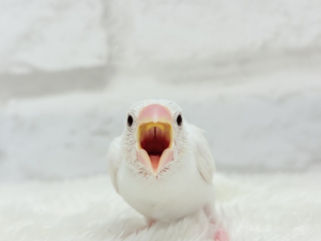 白文鳥