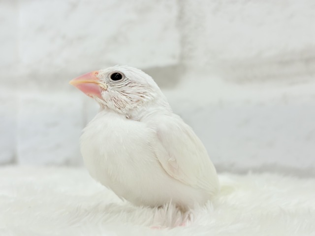 白文鳥
