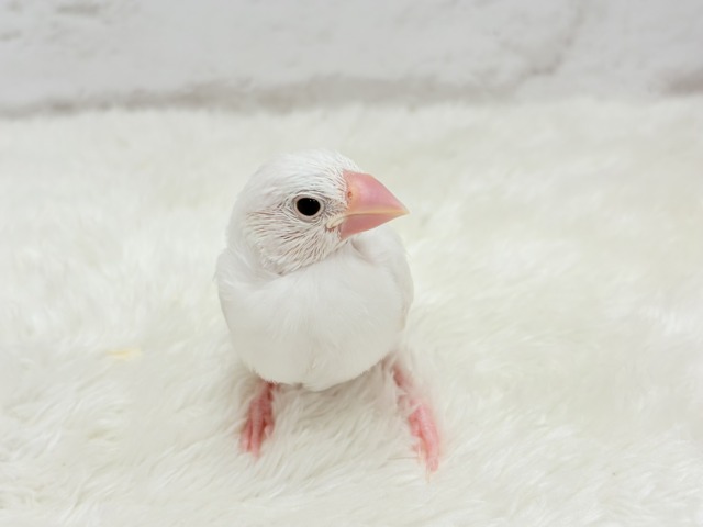 白文鳥
