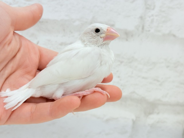 白文鳥