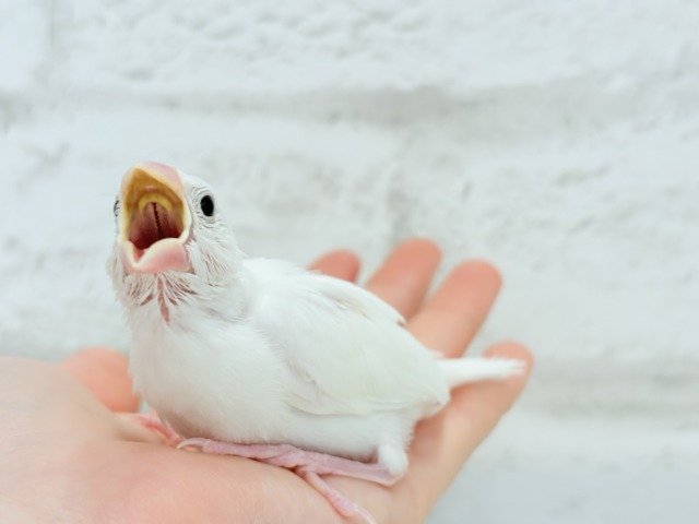 白文鳥