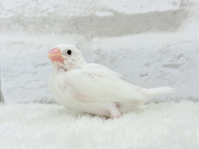 白文鳥