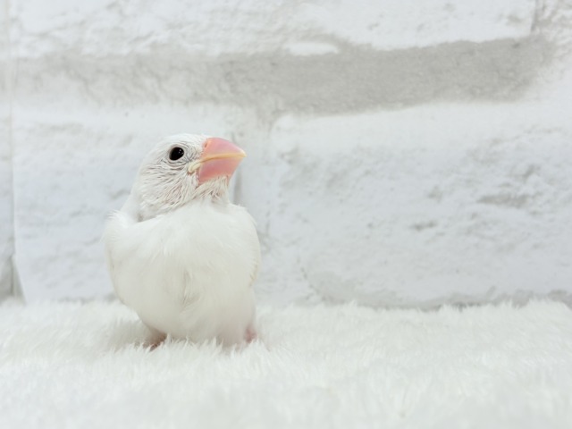 白文鳥