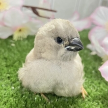 もちぴよ❔🤭おふとんフェアリぃ🍑‎🤍ジャンボキンカチョウ(2026年3月上旬生まれ)